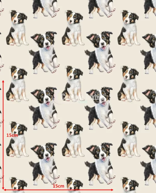 Repetitive-Bcollie