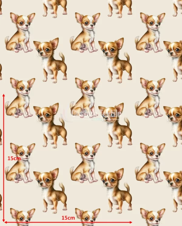 Repetitive-Chihuahua