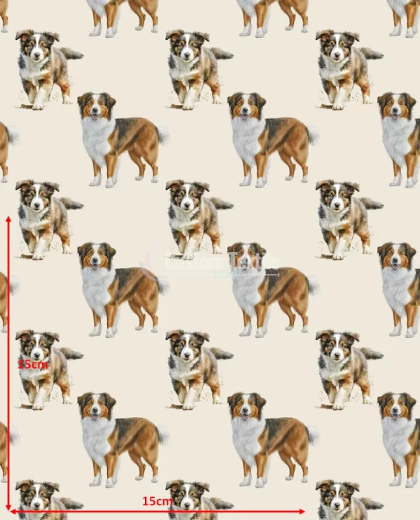 Repetitive-Collie