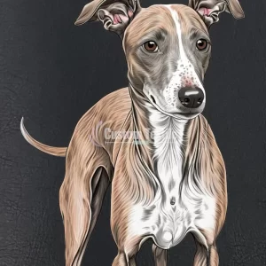 Greyhound