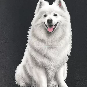 Samoyed