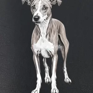 Whippet