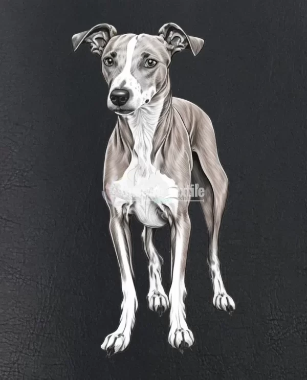Whippet