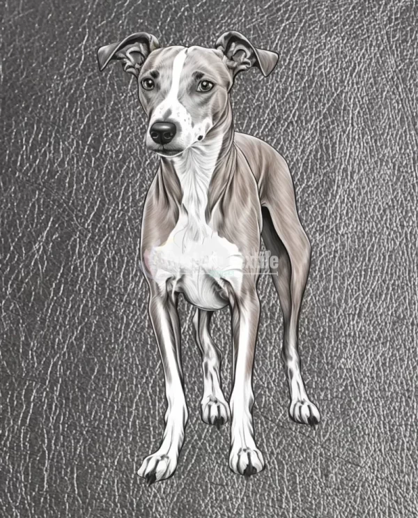 Whippet - Image 2
