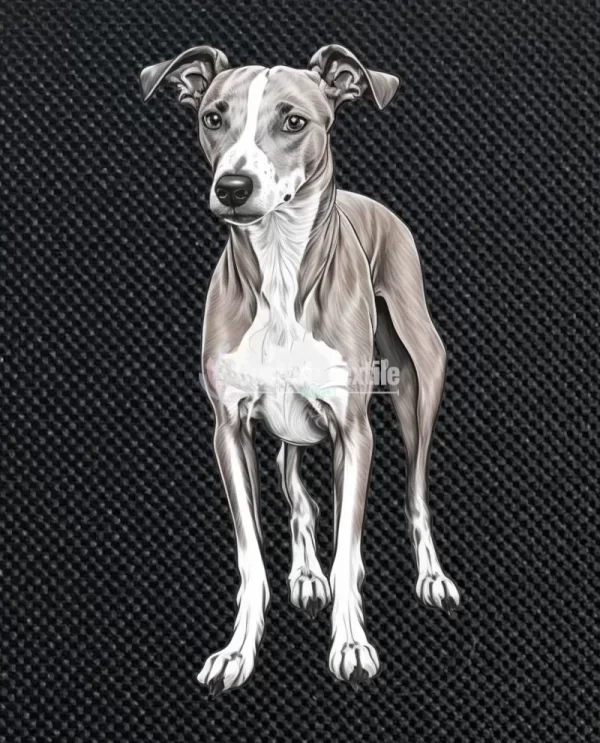 Whippet - Image 3