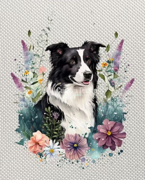 Bcollie001 - Image 4