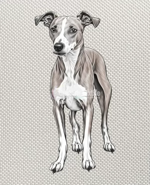 Whippet - Image 4